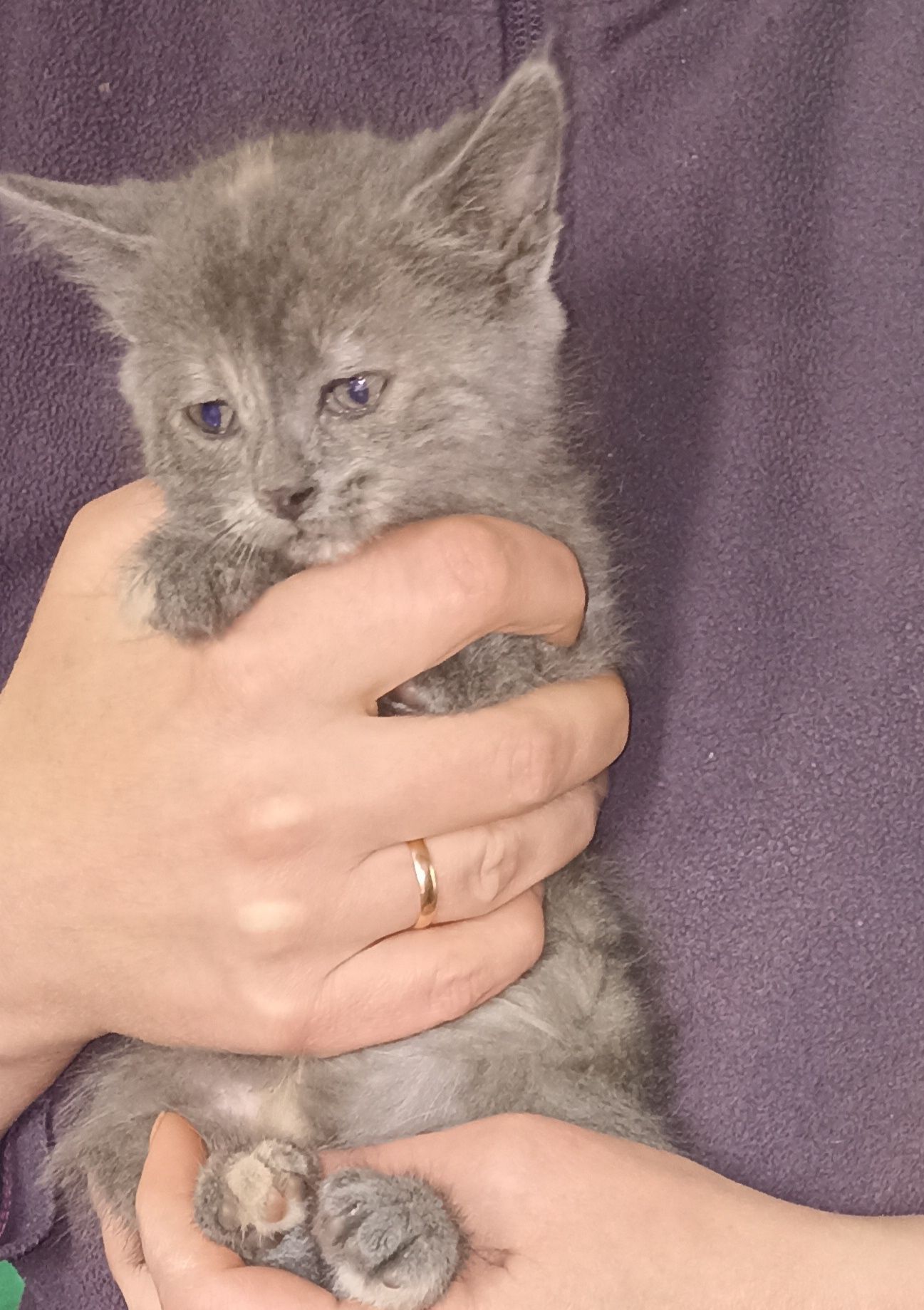 Котенок от британской кошки
