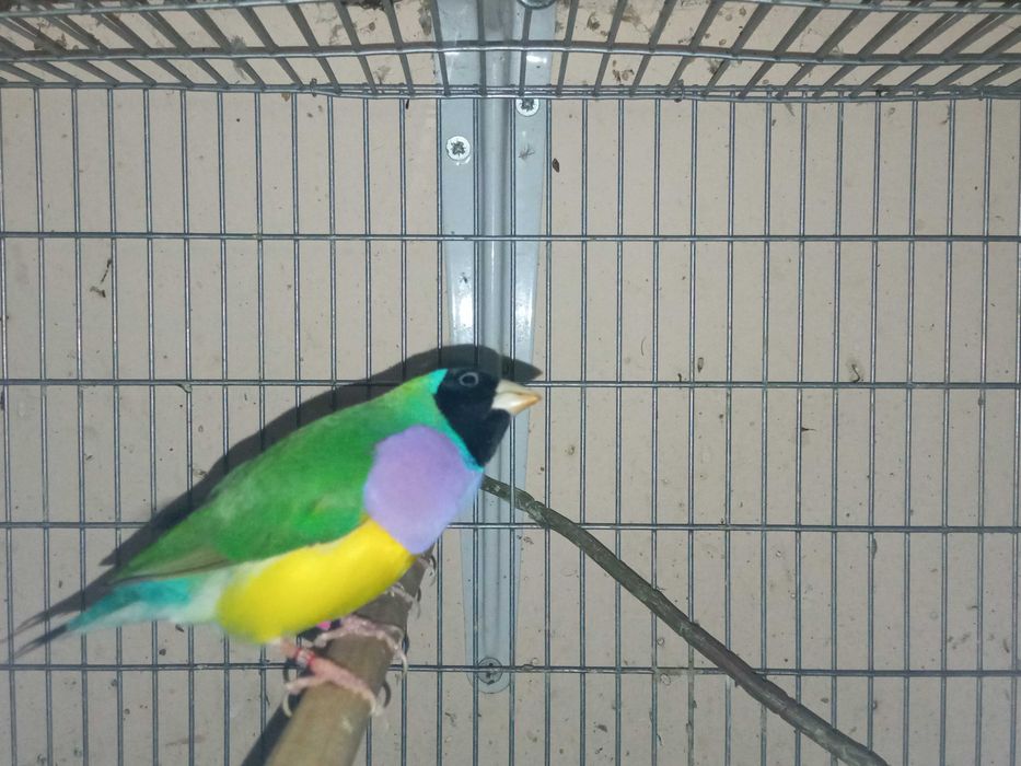 Vendo ou troco Diamantes gould cor verde macho por fêmea