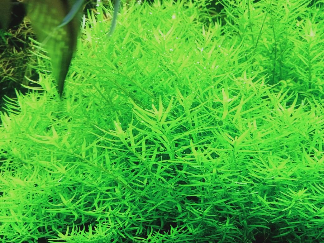 Rotala sp. green