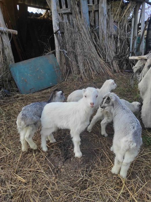 Козенята ламанча 2025 року