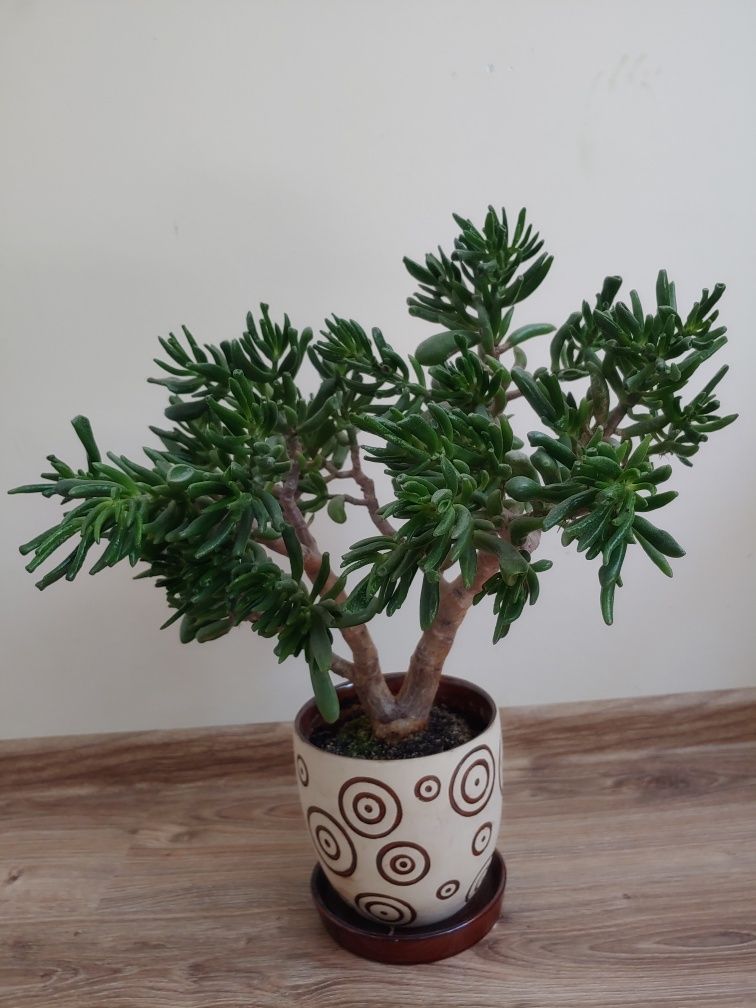 Grubosz crassula bonsai