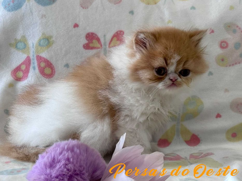 GATO PERSA Bicolor vermelho