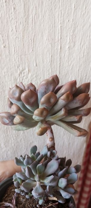 Суккуленты, ехеверии, крассулы