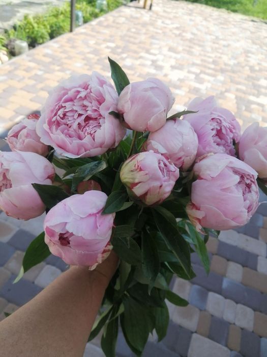 Пионы півонія Сара Бернард саженцы пионы піони саджанці сортові