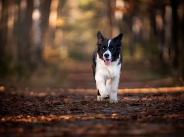 Wyjątkowy szczeniak, badania certyfikat oczy/serce Zkwp/Fci