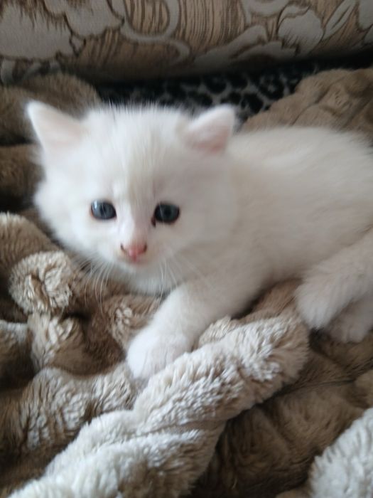 Продам котят Скотиш Страйт
