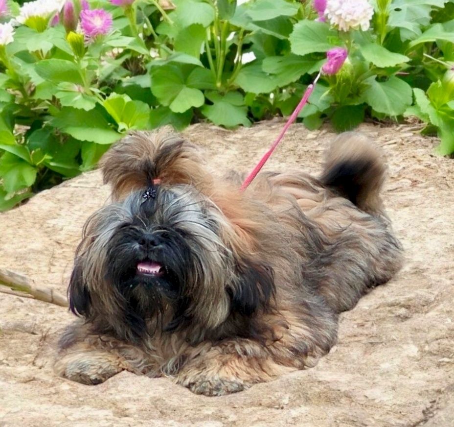 Shih tzu piesek FCI
