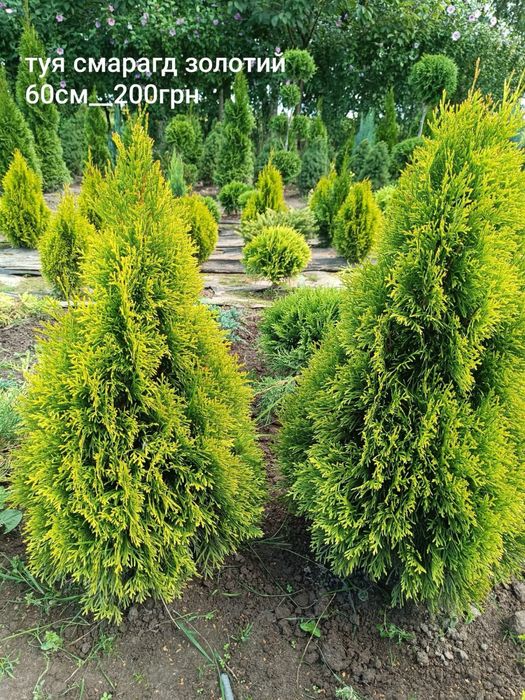 Туя смарагд даніка-є опт