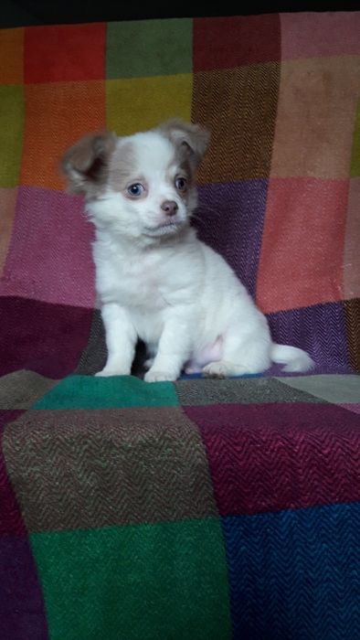 Chihuahua piesek długowłosy