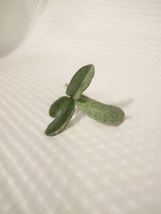 Hoya hoja silver dollar odmiana kolekcjonerska