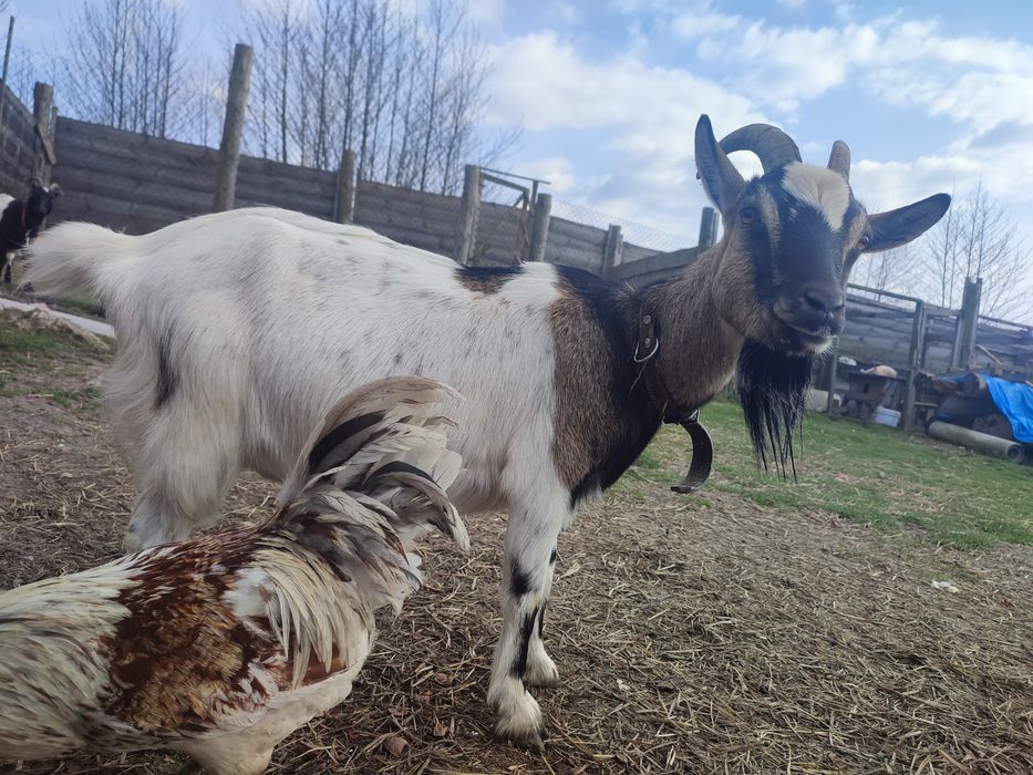 Карликовіі міні кози