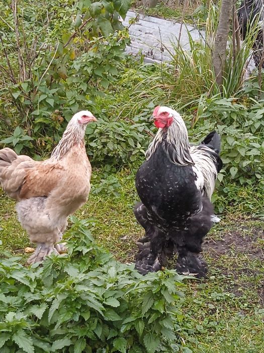 Sprzedam parę Brahm