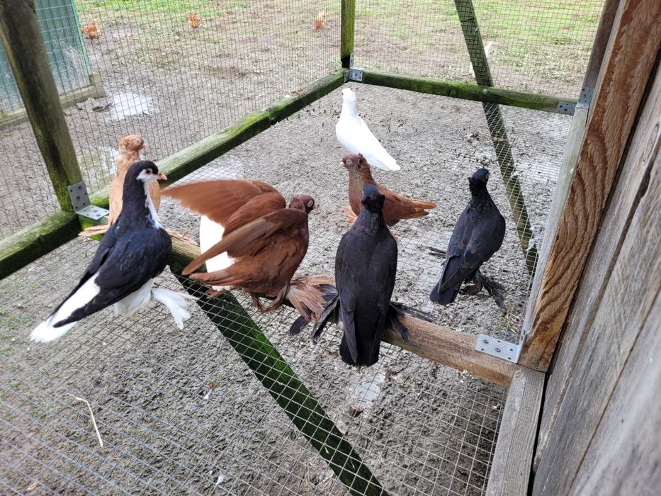 Wywrotki wschodniopruskie i lahore