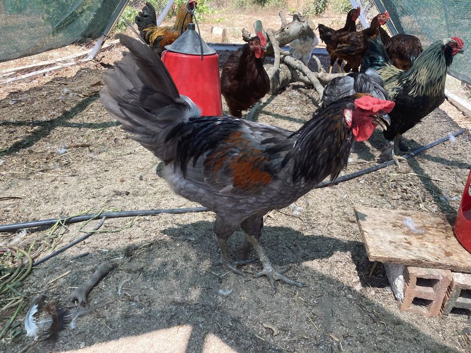 Galo Hibrido de olive egger x Andaluza surenha negra