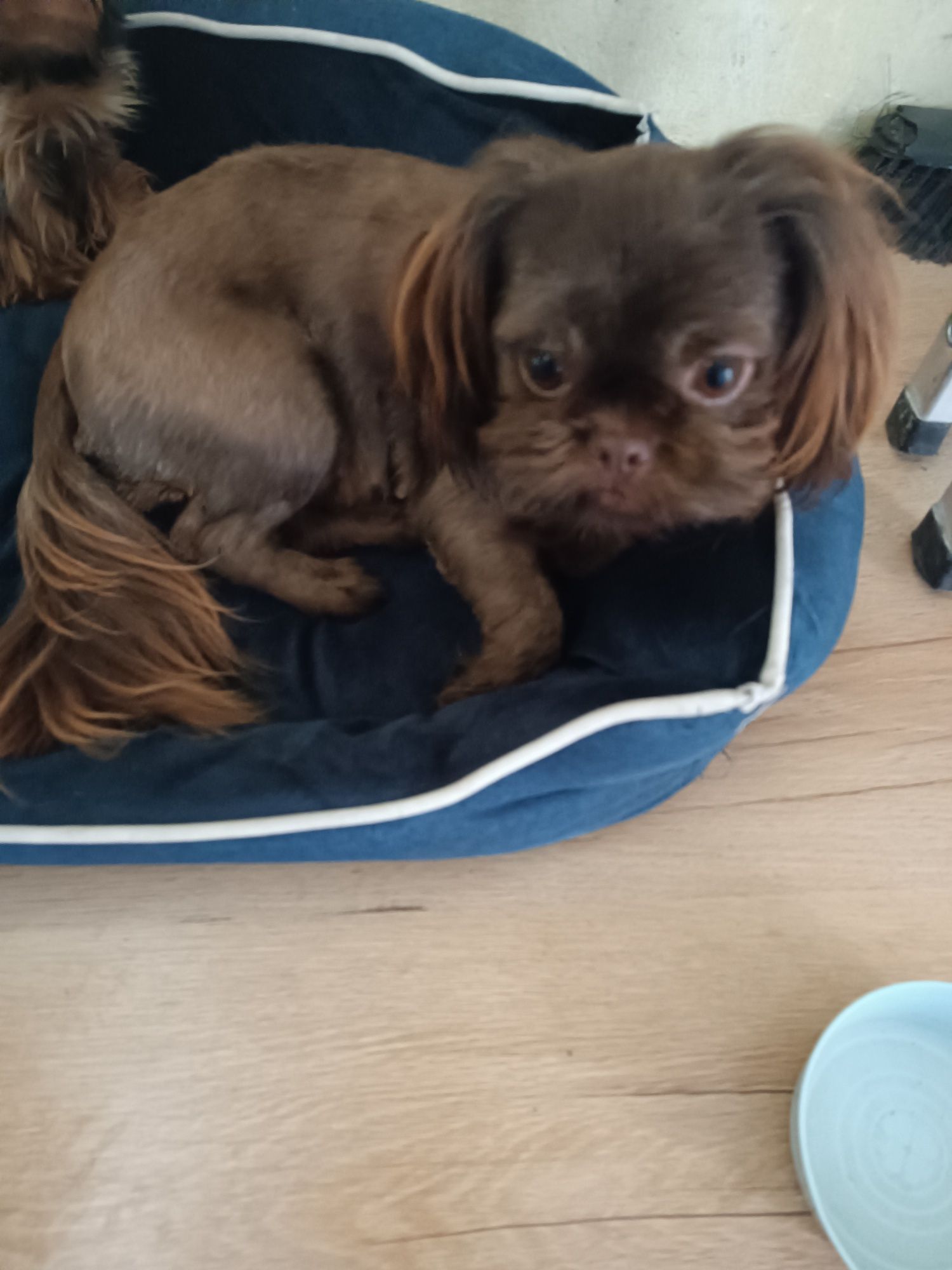 Dorosła czekoladowa sunia shih tzu. Rodowód!
