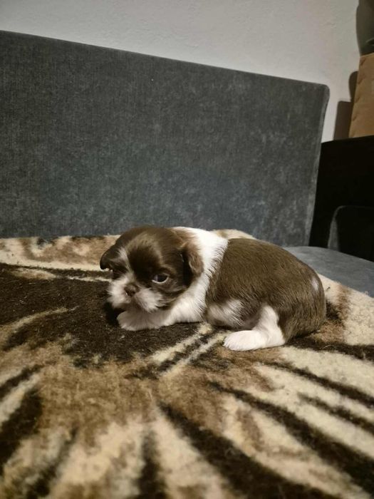 Shih tzu czekoladowe