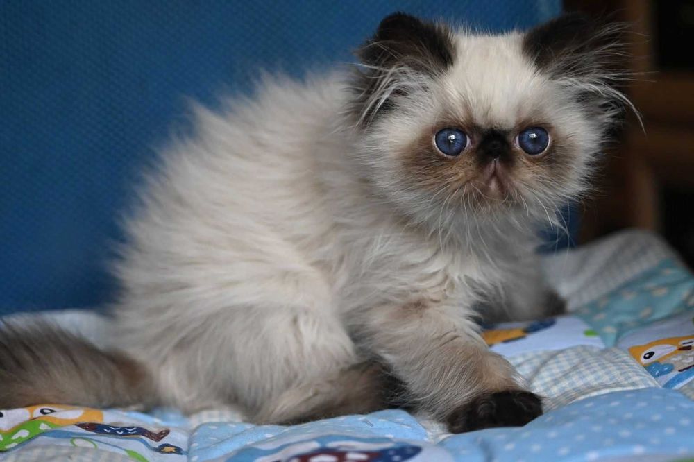 Доросла Блакитноока Персидська дівчинка Лотті