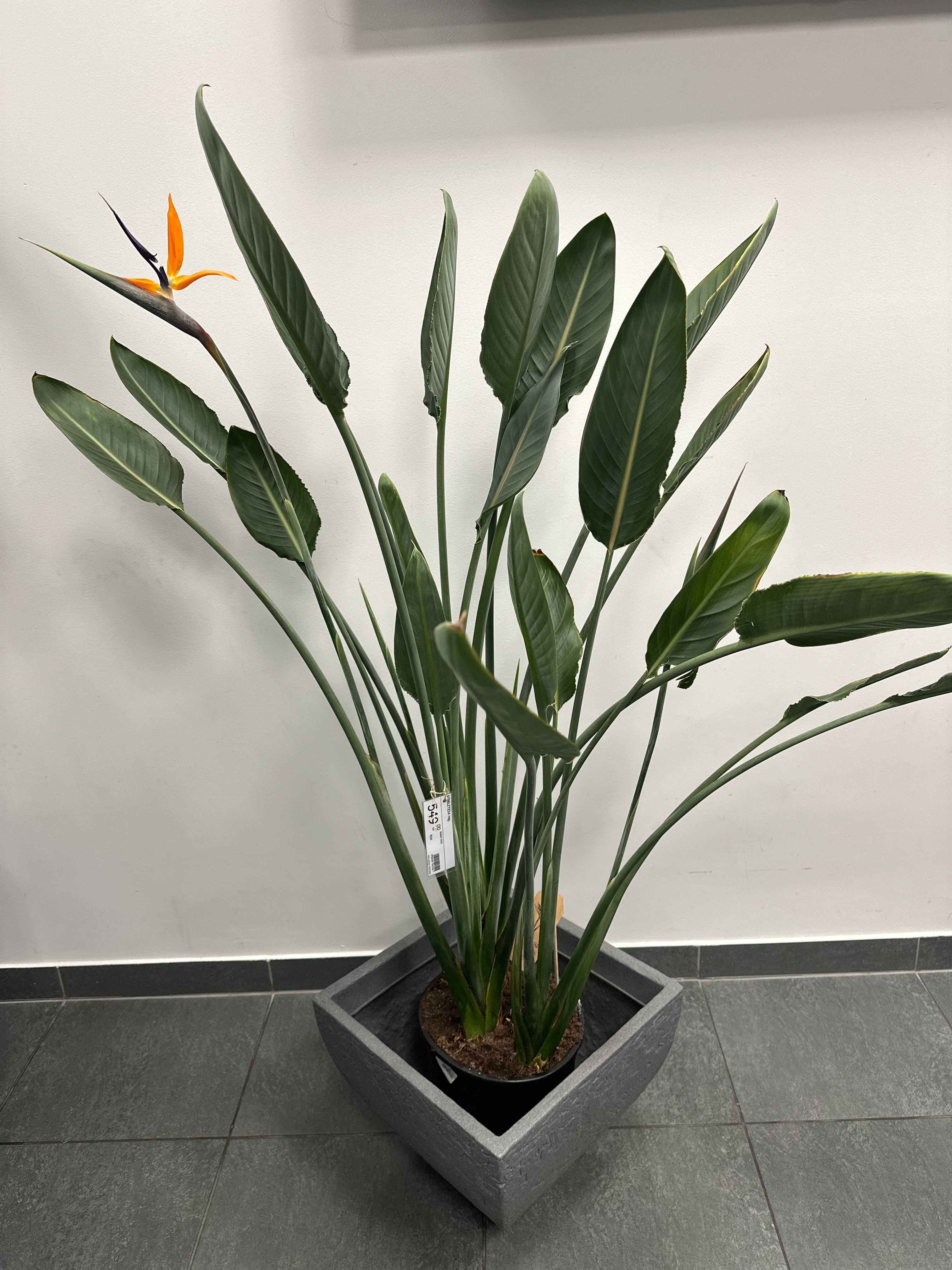 STRELICJA KRÓLEWSKA wysokość 135-145 cm kwitnąca, kolorowy kwiat