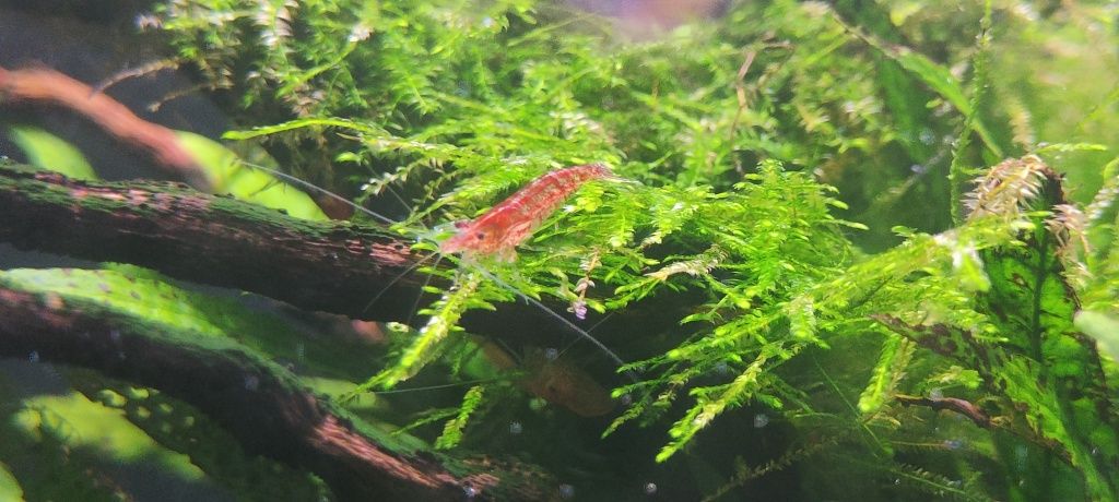 Krewetka Red Cherry 4 zł za sztukę