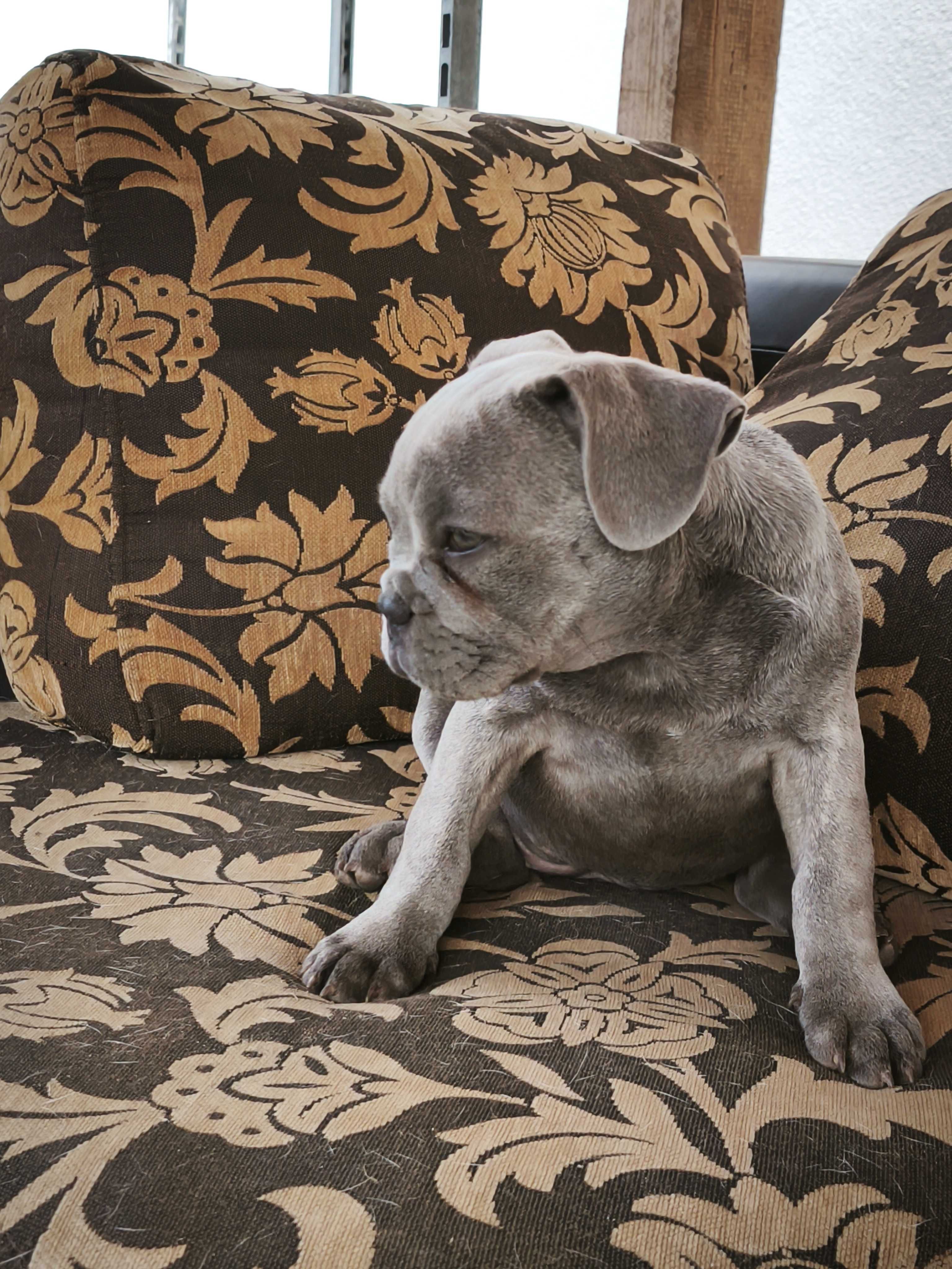 Buldog francuski