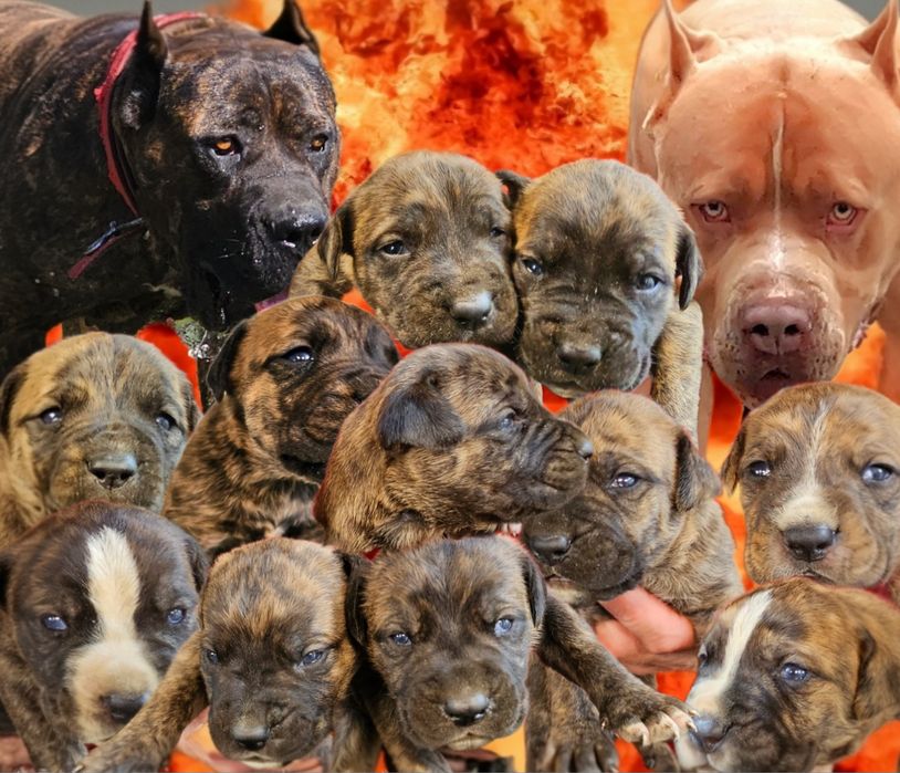 American Bandog - pitbull mastif mastino