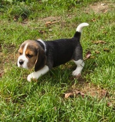 Beagle szczeniak ZKwP (FCI)
