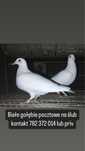 Białe gołebie na ślub