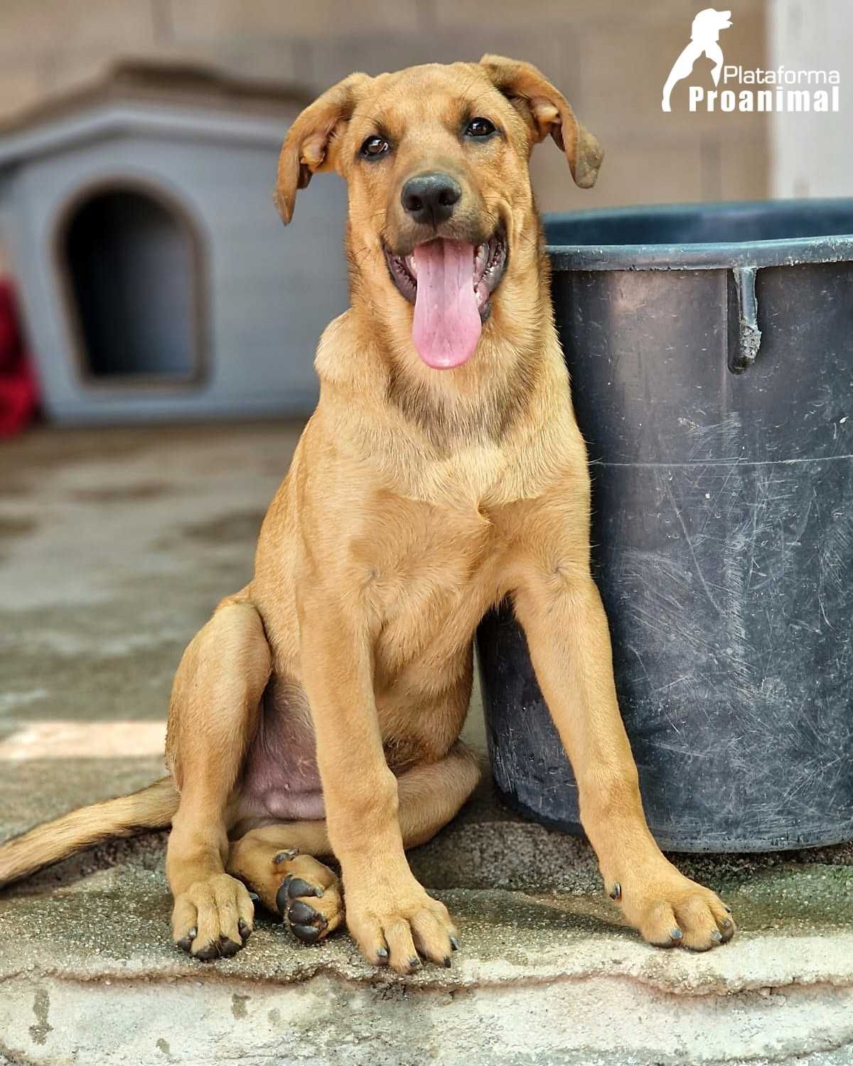 EDU - Cãozinho Bebe para Adoção