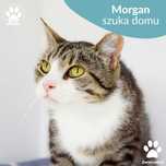 Przytulaśny Morgan szuka domu