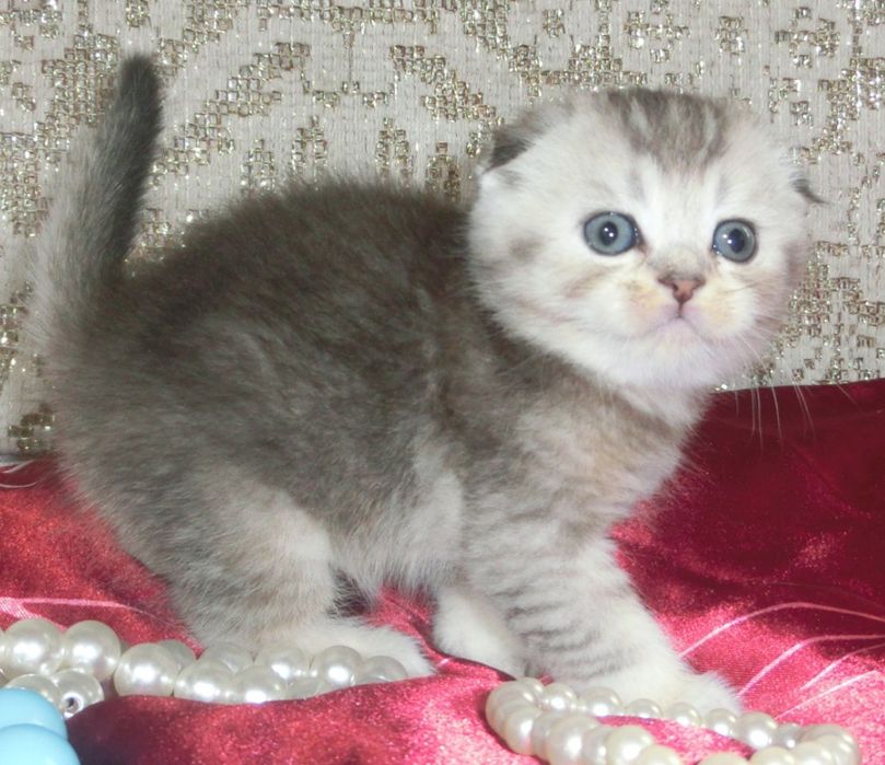 Чудові шотландські кошенята