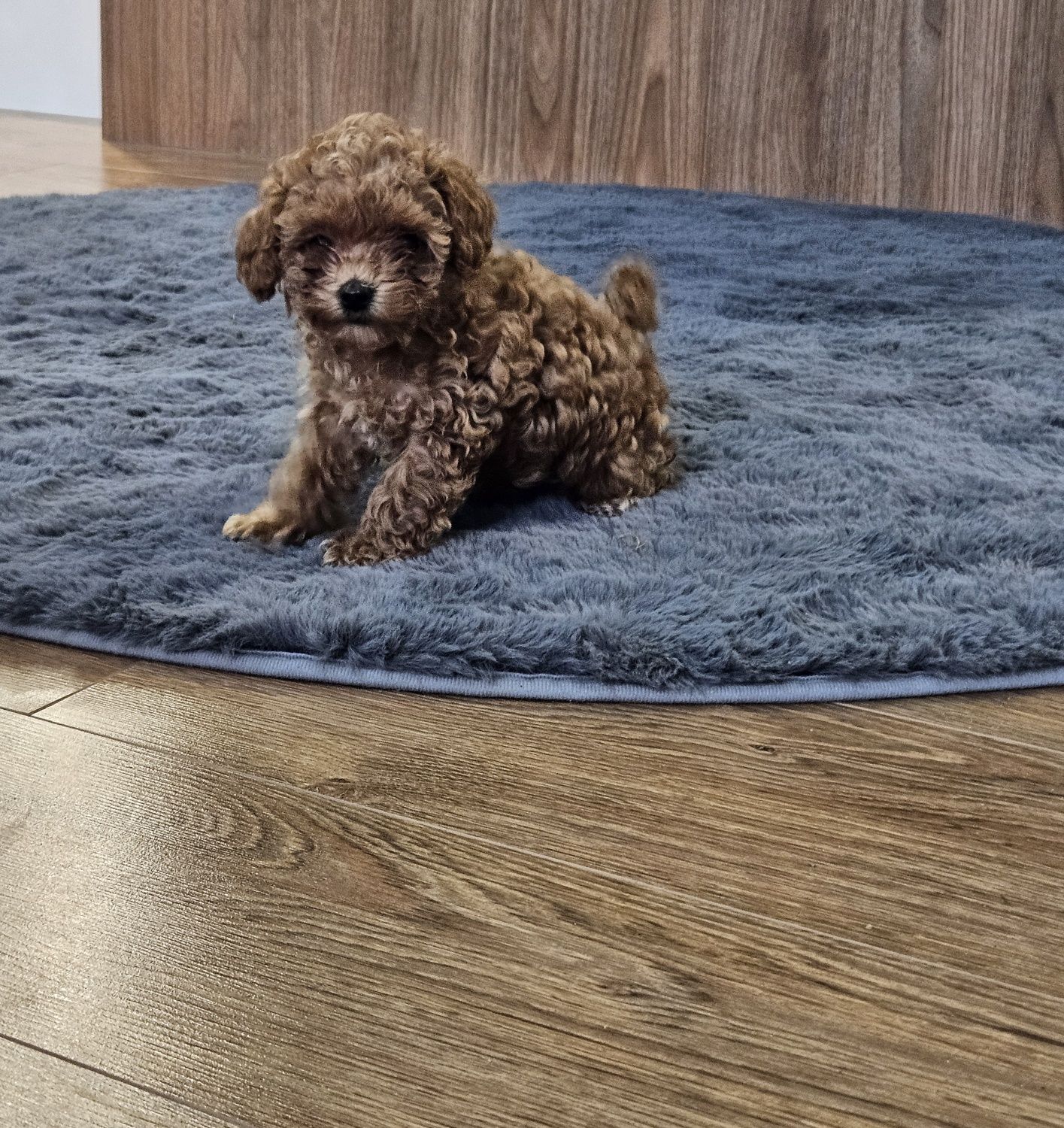 Maltipoo F1B - maltipoo x pudel toy, suczka