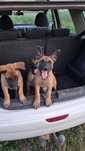 Owczarek Belgijski Malinois, suczka