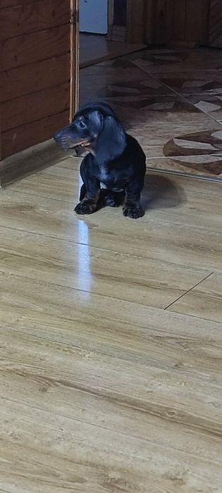 Jamnik krótkowłosy czarny podpalany samczyk