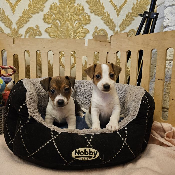 Дівчинка і хлопчик джек рассел терера готові до переїзду