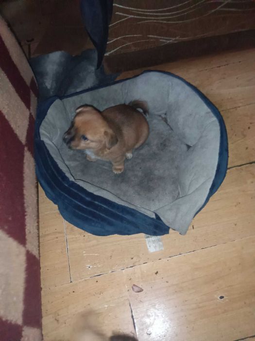 Oddam za darmo szczeniaki