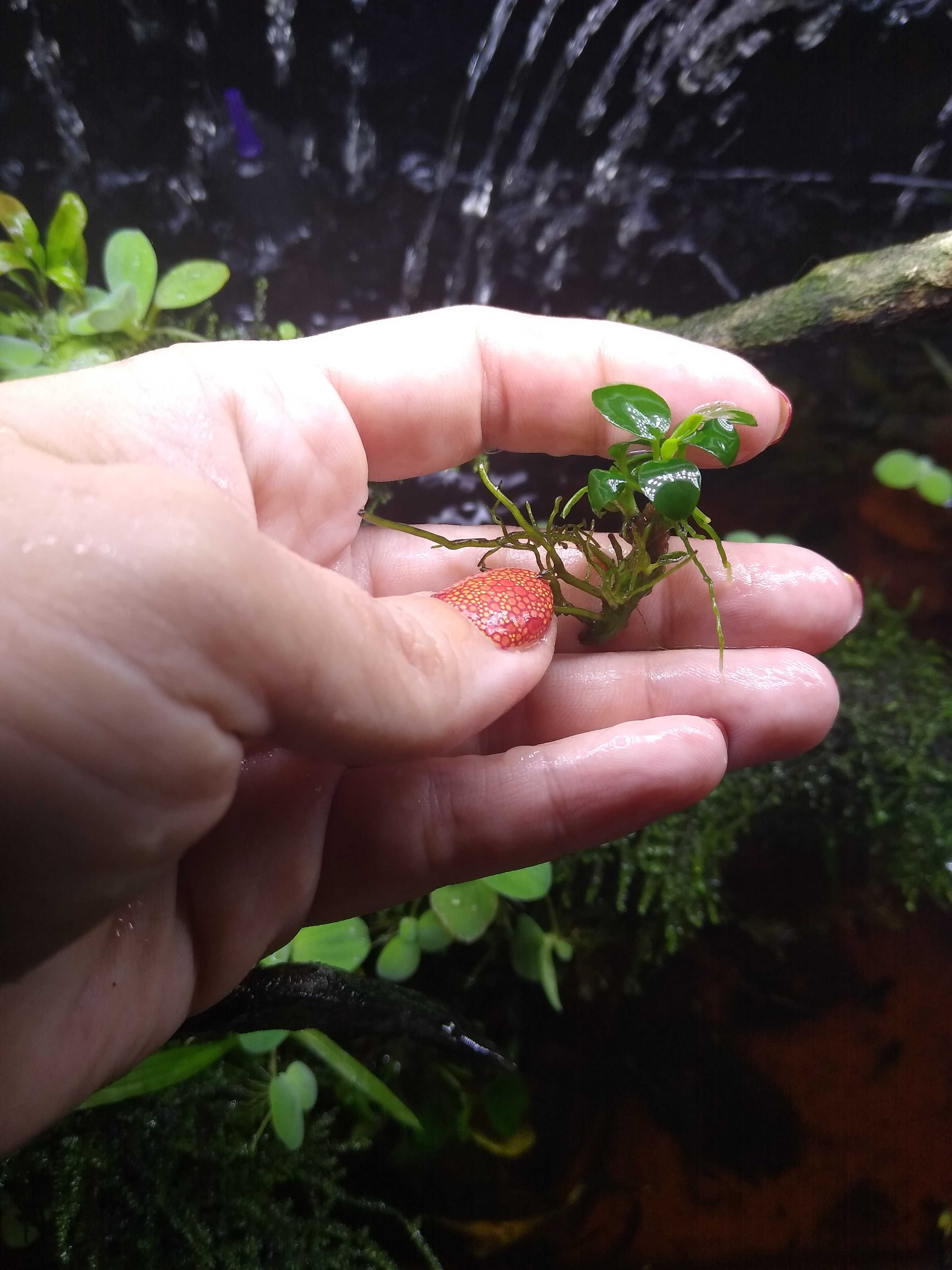 Anubias mini roślina akwariowa