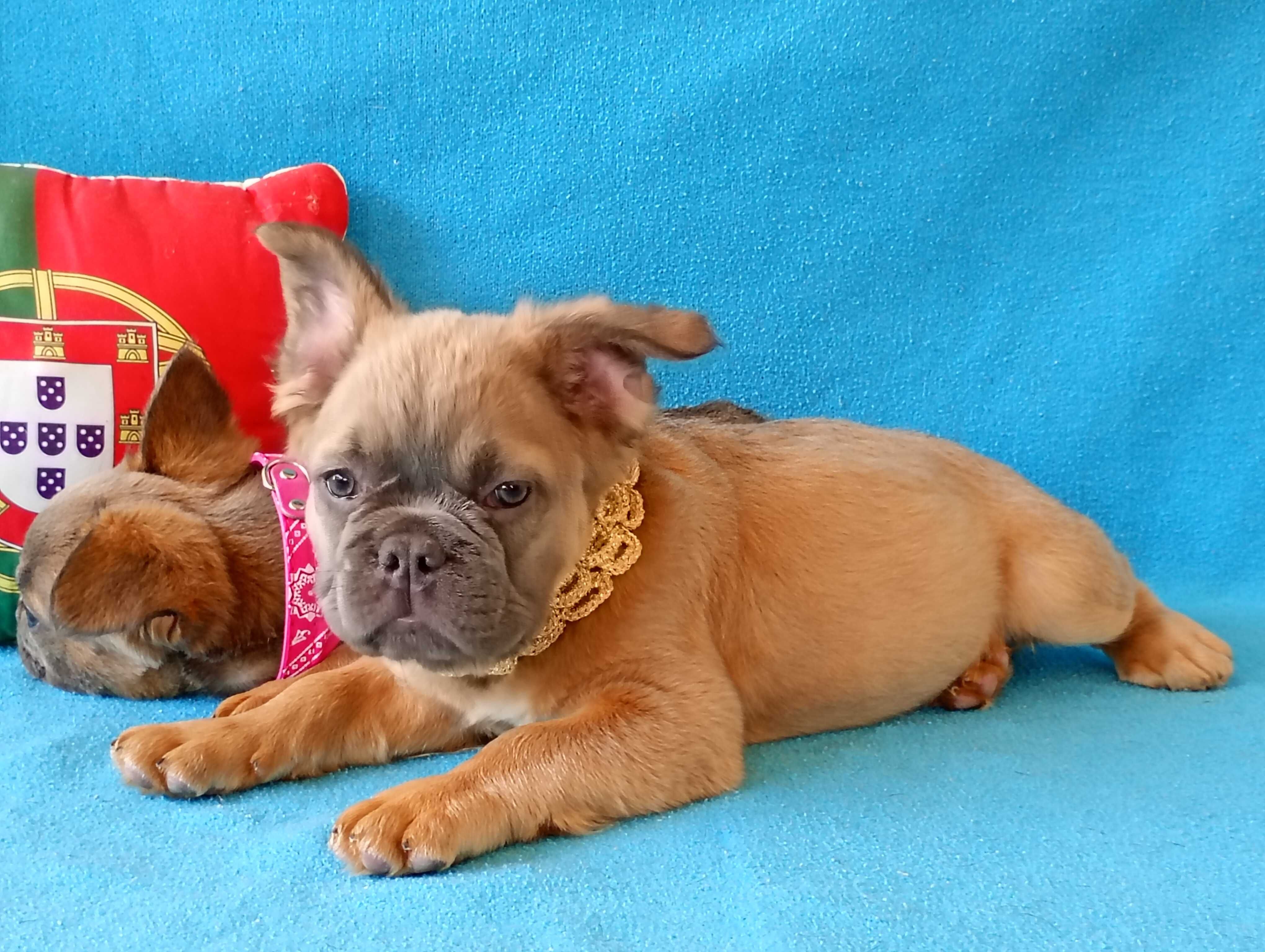 French Bulldog flaffi maco