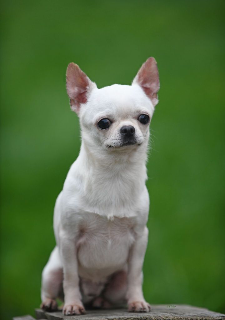 Reproduktor (import )Chihuahua FCI  Champion Polskii