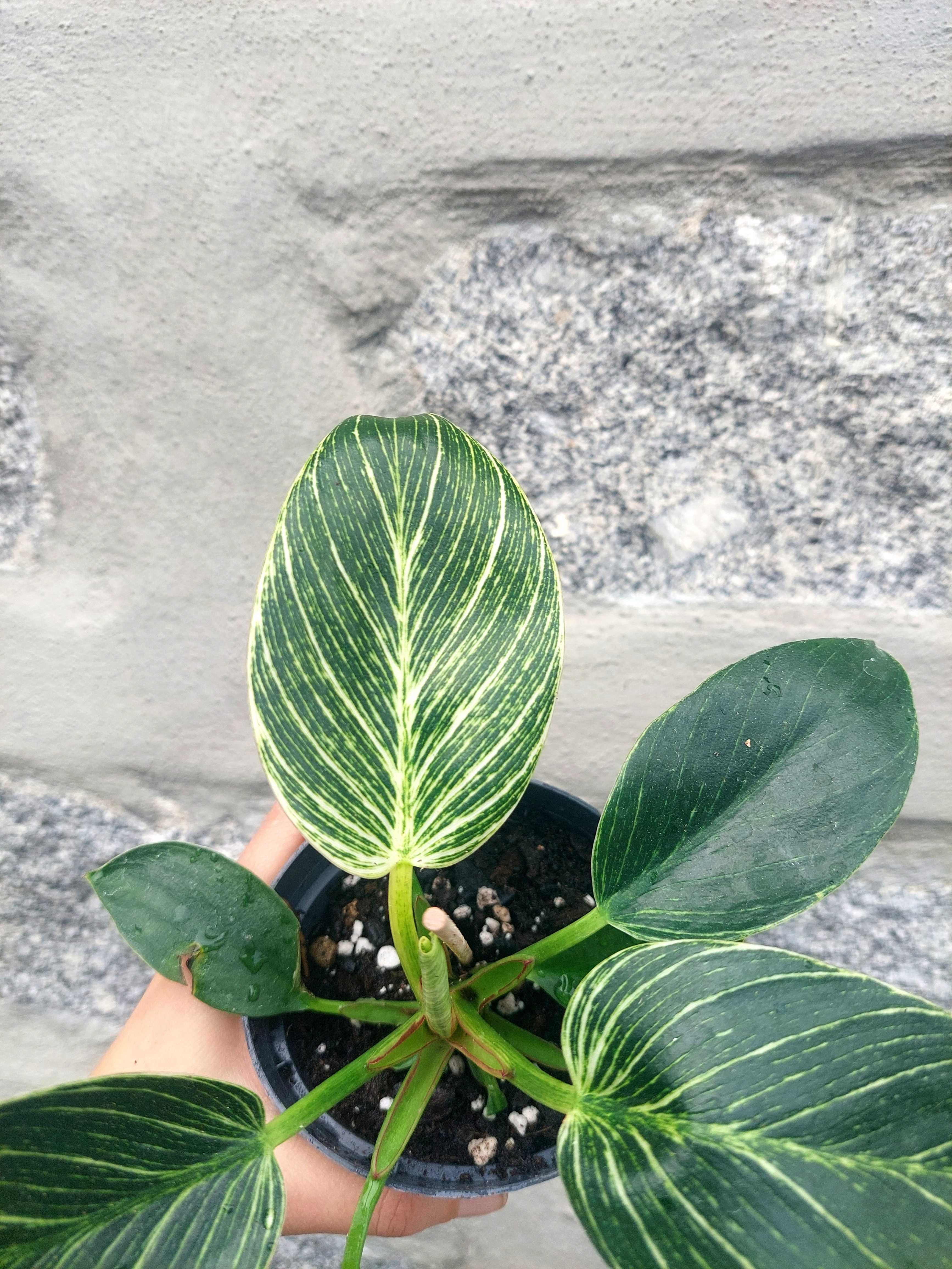 Planta Philodendron Birkin/White Measure