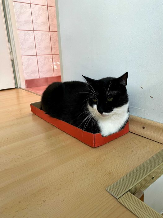 Spinek – idealny kot, który kocha ludzi szuka domu - kocur do adopcji