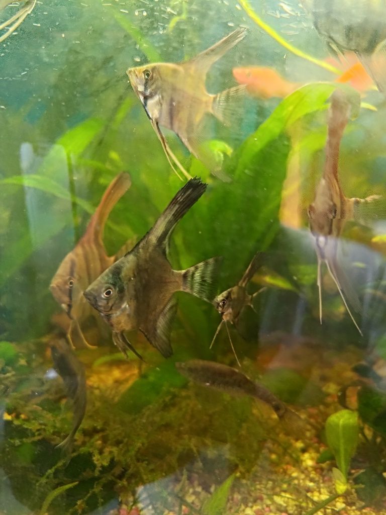 Skalar młode 5-7 cm