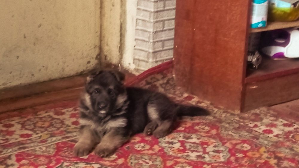 Щенок неиецкой овчарки девочка