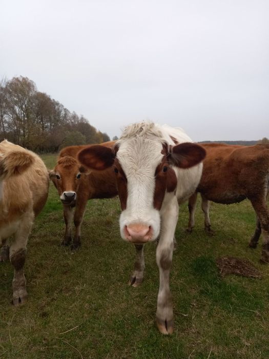 Телиця голштин, нетель породи голштин