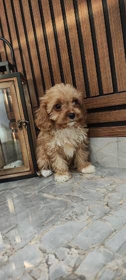 Cavapoo suczka do odbioru