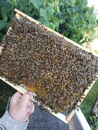 Rodziny  Pszczele na ramce wielkopolskiej, rasa pszczoły miodnej Elgon