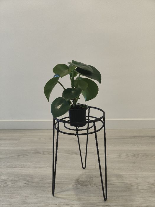 Peperomia Rain drop // planta interior