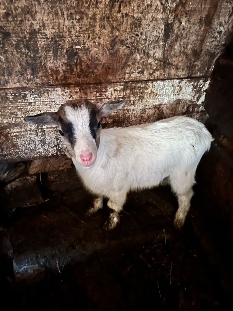 Vendo cabra de raça anã