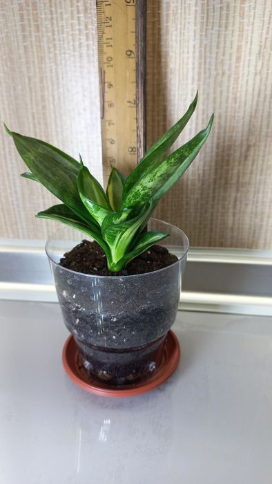 Сансевиерии, детки.