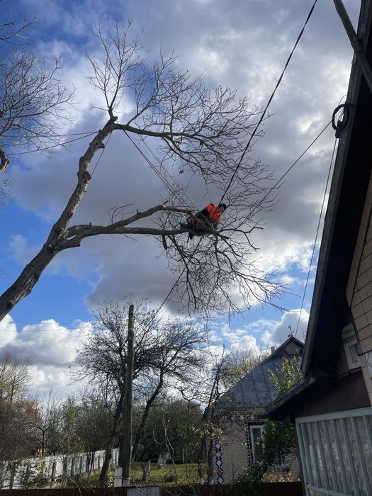 ЗрІзАтИ ДеРеВо | Професійно та безпечно | Є ФОП | порізати,зрізка,зріз