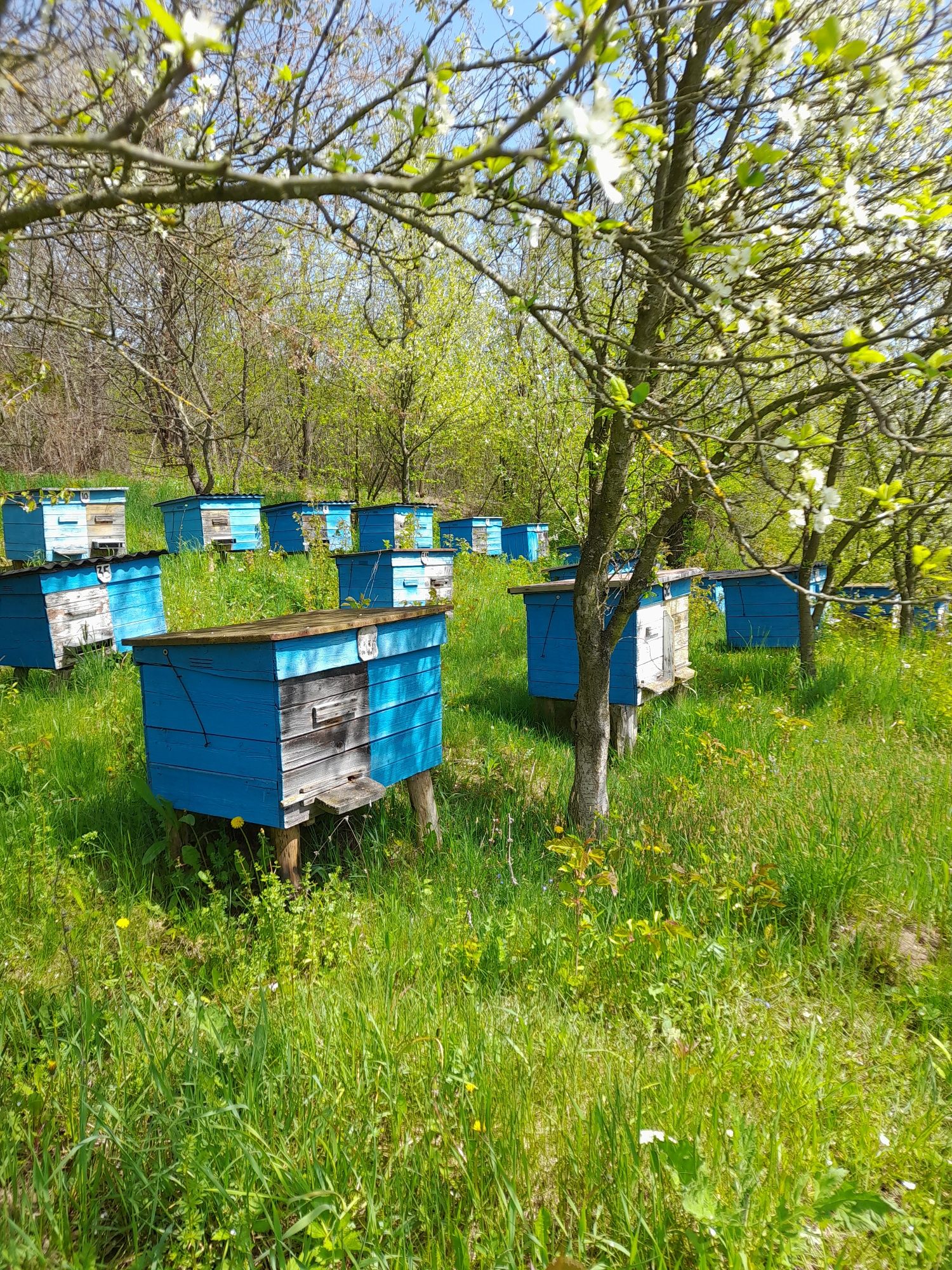 Продаю власну пасіку